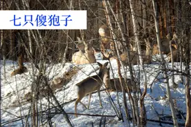 大兴安岭发现，7只傻狍子在打闹，看吃什么怎样生存视频封面