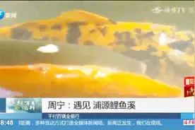 周宁：遇见 浦源鲤鱼溪视频封面