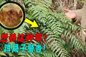 花店老板因为卖了野草，将被判刑？为什么金毛狗蕨成了“国宝”？