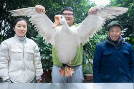 158买了一只大鹅，阿米做“红烧大鹅”软糯脱骨，阿公啃得笑嘻嘻视频封面