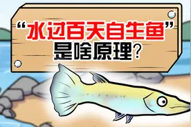 水过百天自生鱼是真的吗？鱼到底是哪来的？视频封面