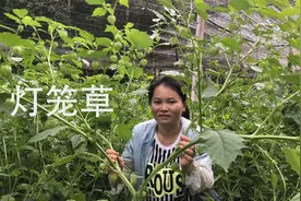 农村有一种野草，称为灯笼草，妙用好处真不少，网友们记得收藏哦
