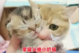 主人拿罐头跟猫妈妈换小奶猫，它吃完就来要猫宝：终止交易！视频封面
