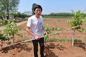 农村地里的喜鹊总祸害庄稼咋办？小伙教你一招，喜鹊看到绕着走视频封面