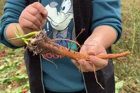民间常用植物“土大黄”价值高，用水一煮用途厉害，解决不少烦恼视频封面
