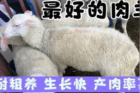 养殖业中目前最好的肉羊品种，抗逆性强，耐粗养，产肉率高视频封面