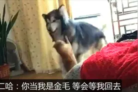 哈士奇与猫咪大战视频封面
