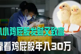 靠看鸡屁股年入30万？还获奖1300万，鸡屁股中到底有什么宝贝？视频封面