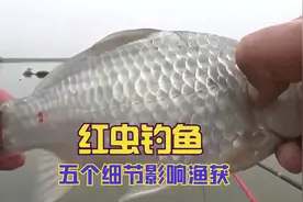 都冬至了,红虫还钓不到鱼?五个垂钓细节决定鱼口与渔获视频封面
