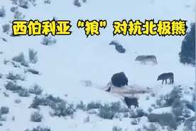 西伯利亚“狼”对抗北极熊，双方打斗极其血腥，无人机拍下一瞬间视频封面