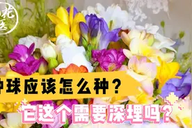 老花医开箱评测，种球应该怎么种？它这个需要深埋吗？视频封面