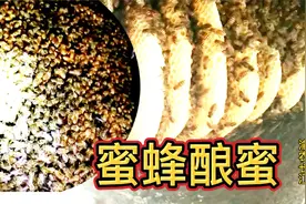 清明节前后是分蜂旺季，养蜂要注意观察蜜蜂动向，直观蜜蜂酿蜜视频封面
