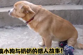 瘫痪小狗与奶奶的感人故事，奶奶没放弃小狗，最后小狗得到了治愈视频封面