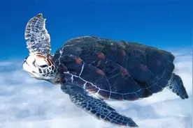 山海相依：广东42万平方千米的海域里，蕴含着宝藏生物资源库视频封面