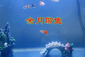 挑战鸿运当头第23天鱼苗16天，大鱼当杂袍养没问题，鱼苗难养？视频封面