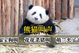 福宝狗叫，花花杀猪叫，萌兰夹子音，熊猫有20余种叫声你知道吗？