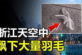 浙江天空飘落大量“羽毛”，网友担心它对人有害，究竟是什么？视频封面