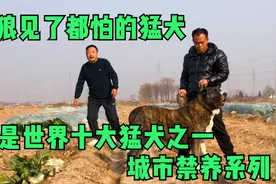 欣赏下来自俄罗斯的猛犬，直接可以和狼开战，战斗力超强视频封面