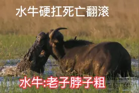 水牛三战鳄鱼，硬扛鳄鱼的死亡翻滚，鳄鱼：小弟甘拜下风视频封面