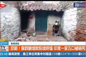 印度猴群数量激增 夜晚翻墙致院墙坍塌 一家五口院内睡觉酿悲剧！