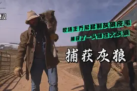山地硬汉：猎人乔希捕获一头雌性大灰狼为牧场新生牛犊保平安视频封面