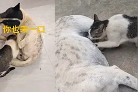 猫咪沉迷狗奶，喝的津津有味！狗子宠溺看着，看花色是亲生的没错视频封面