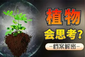 能思考还会记仇的植物们，原来植物也会被“语言暴力”骂死！视频封面