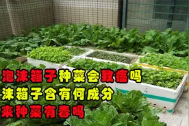 “用泡沫箱子种菜会致癌”？泡沫箱子含有何成分？用来种菜有毒吗视频封面