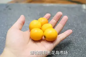 金桔在家里可以种盆栽？园艺师教你，留下金桔籽，2个月收获盆栽视频封面