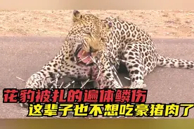 花豹嘴贱捕杀一只豪猪，被豪猪刺的遍体鳞伤，可怜的样子让人心疼视频封面