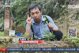 广州：小区频频有幼蛇出现 还是剧毒眼鏡蛇？街坊们心慌慌视频封面