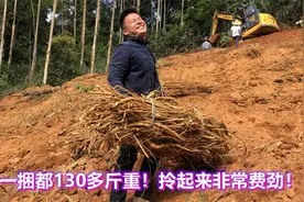 种了8年的牛大力亩产3千多斤！全部挖完赚个100多万是没问题了！视频封面