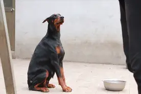 母犬怀孕以后多久可以加餐？别乱补，不然会出大问题视频封面