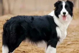 “白尾尖，打着幡，有多远丢多远”土狗白尾尖不要选