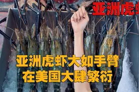 亚洲虎虾竟在美国长到手臂一样长，泛滥成灾竟没人吃！视频封面
