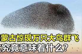 万只大鸟“笼罩”内蒙古，为啥会出现这种异象，究竟预示着什么？视频封面