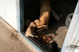 狗妈妈这次真的太过份了，小灰狗抢食被咬一口痛得它不断惨叫！视频封面