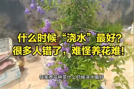 养花种菜，什么时候浇水最好？早上、中午还是晚上？记得收藏视频封面