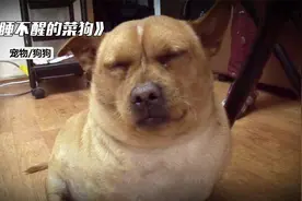 佛系菜狗，只喜欢吃白菜却胖得跟猪一样，一天需要睡够23个小时视频封面