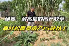 耐寒、耐高温的牧草，串叶松香草多年生，在零下40度地区可过冬视频封面