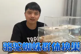 骆驼蜘蛛群体换巢 避日蛛打洞 原生态养骆驼蜘蛛视频封面