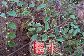 农村一草本植物“檵木”，没抢到蒙脱石散，给大家带来的福音视频封面