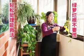 绿萝烂了根不要慌，教你简单处理一下，就能轻松成活！视频封面