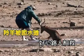 羚羊陷入水滩无法动弹，路人一把将他救出，羚羊：感谢救命之恩！视频封面