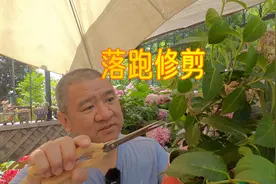 藤本绣球“落跑新娘”残花后，怎样修剪？园艺人实拍看看吧！视频封面