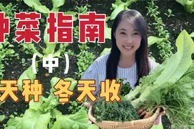 秋季种菜三部曲（二）：秋种冬收，种它们，整个冬季不缺菜视频封面