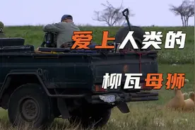喜欢人类的母狮子，跨越种族的情感！视频封面