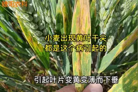 小麦灌浆期出现黄叶干尖，都是这个病引起的，现在防治还不晚视频封面
