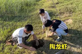 农村小伙带儿子掏龙虾，这个头一个比一个大，满满的收获真不少视频封面