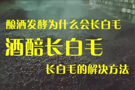 酿酒发酵时长白毛，长白毛的原因，解决长白毛的方法视频封面